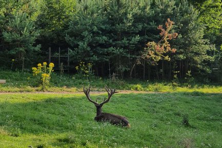 Im Rotwildgehege des Fürther Stadtwald liegt ein Hirsch mit imposantem Geweih entspannt im sonnigen Gras