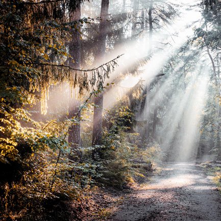 Sonnendurchfluteter Wanderweg im Fürther Stadtwald, dessen Verlauf durch warmes Licht stimmungsvoll betont wird