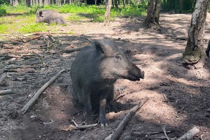 Im Wildschweingehege des Fürther Stadtwalds liegen zwei Wildschweine entspannt in der Sonne und wirken zufrieden