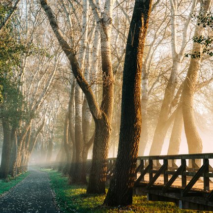 Blick auf den Holzsteg im Wiesengrund, umgeben von kahlen Bäumen und strahlendem Sonnenlicht